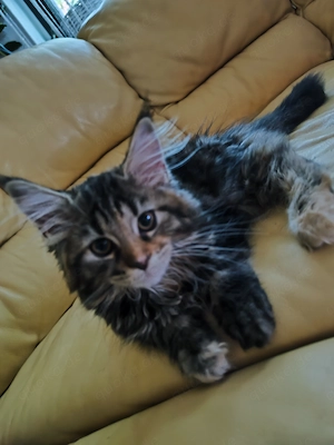 Maine Coon mit dem leichten Hauch der BlH