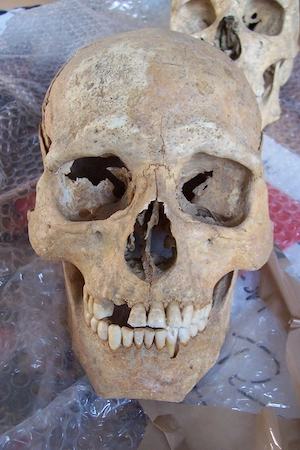 Archäologischer Schädel