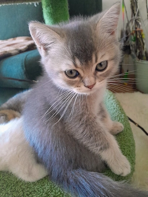 Zuckersüßer Blue-Silber ( grau mit silber)  beige-cremefarbiger  Britisch Kurzhaar Kater, reinrassig