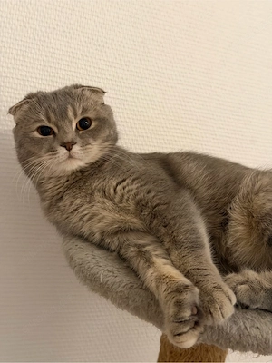 Wunderschöne Katzen