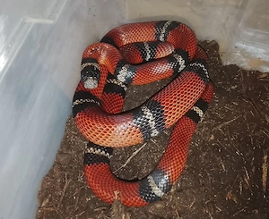 0,1 Lampropeltis polyzona Sinaloae 