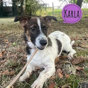 Karla, wundersüße und katzenverträgliche Jack Russel Mix Hündin