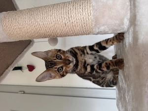 Wunderschönes Bengal Kitten