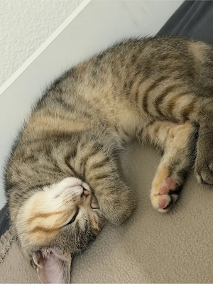 die süßen, britische Katze