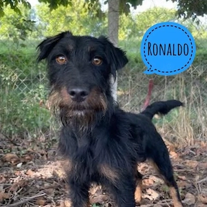 Ronaldo, junger Deutscher Jagdterrier, katzenverträglich und ein Energiebündel