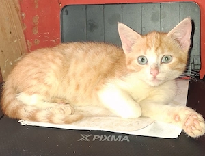 3 Hauskatzen Abzugeben