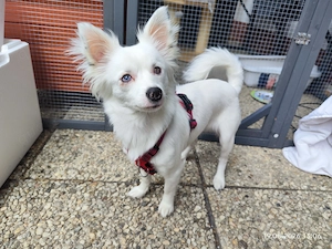Eine besondere Chihuahuadame