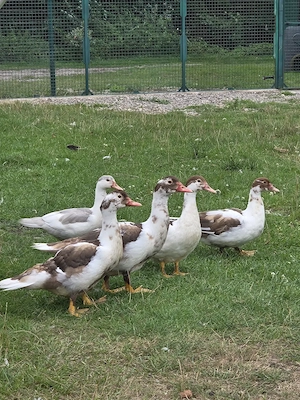 Flugenten   Warzenenten abzugeben