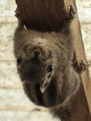Chinesische Baumstreifenhörnchen 