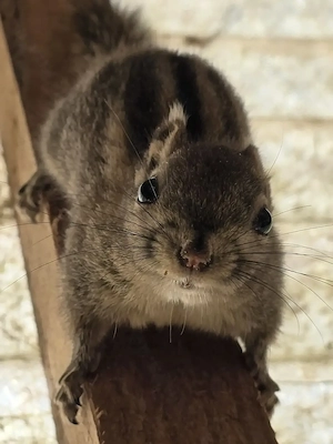 Chinesische Baumstreifenhörnchen 