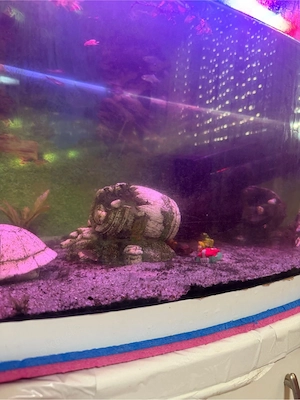 Aquarium 250L