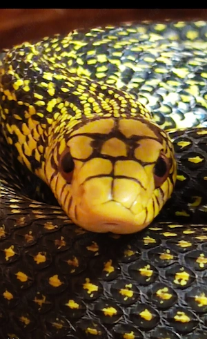 Elaphe carinata high yellow 