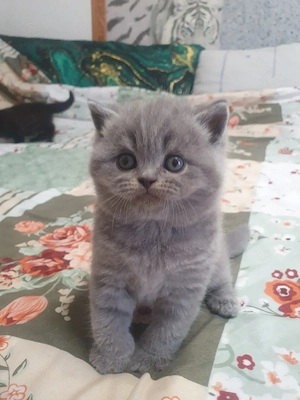 Bkh Katerchen blü  Bild 4