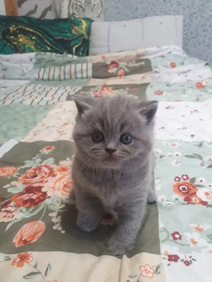Bkh Katerchen blü  Bild 2