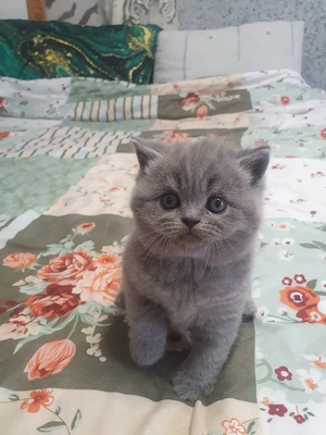 Bkh Katerchen blü  Bild 3