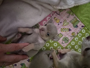Chihuahua    Mini