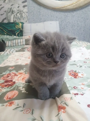 Bkh Katerchen blü  Bild 5