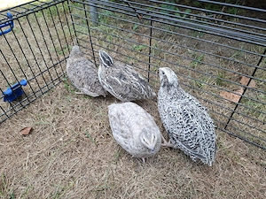 Wachtel. Wachtelhennen