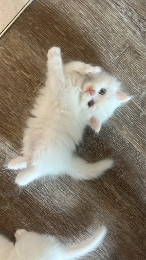 BKH BLH Kitten suchen ein liebevolles Zuhause   
