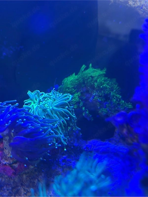 Meerwasseraquarium Beckenauflösen