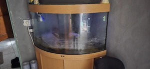 Aquarium komplett abzugeben 