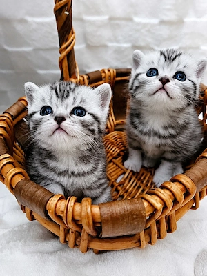BKH Whiskaskitten silver tabby classic