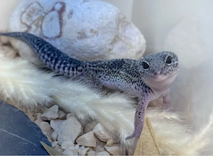 Bezauberndes Gecko Mädchen sucht noch 