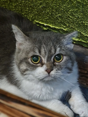 Britisch Kurzhaar Selkirk Rex Mädel  Bild 2