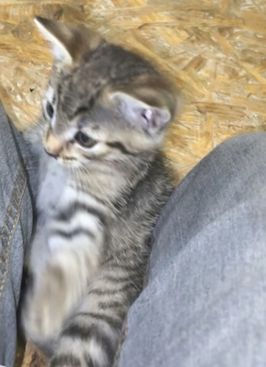 Zuckersüßer BKH-Mix Kitten sucht neues Zuhause