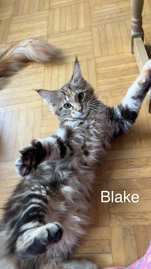 6 zauberhafte Maine-Coon-Kitten mit Stammbaum suchen ihr liebevolles Zuhause