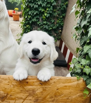 Golden Retriever Welpen