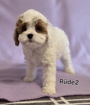 Cavapoo Welpen ab September abzugeben 