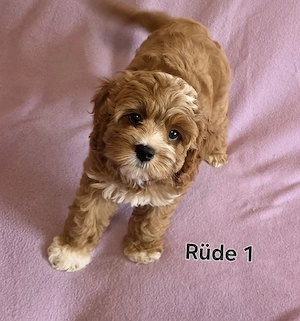 Cavapoo Welpen ab September abzugeben 