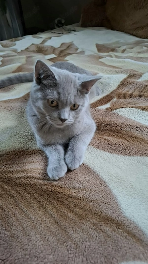 BKH Kitten Bild 6