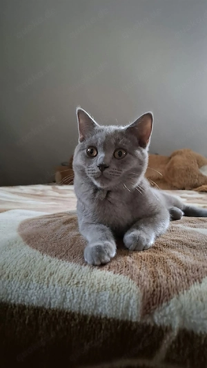 BKH Kitten Bild 3