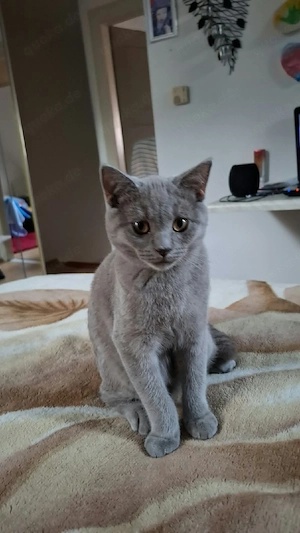 BKH Kitten Bild 4