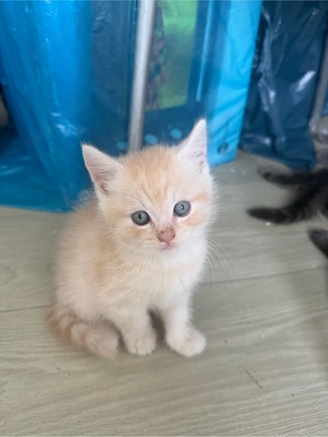 Süßer kleiner Kater sucht ein liebevolles Zuhause     Zum Verkauf steht ein wunderschöner, flauschig