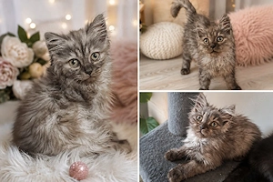 MaineCoon bebys Suchen liebevolles Zuhause 