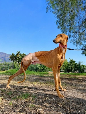     Dreibeiniger Herzenshund Lázaro wartet auf sein Glück