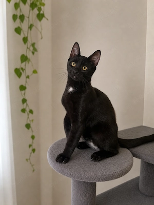 Liebevolle Kitten suchen ihr Zuhause