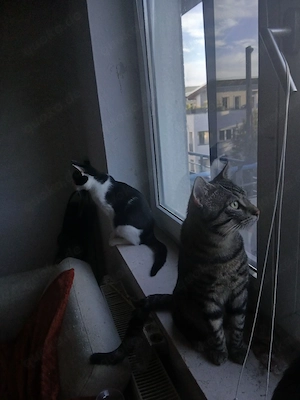 Junge Kater abzugeben