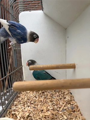 Schwarzköpfchen Paar, Agapornis, lovebird unzertrennlich, Klein Papagei