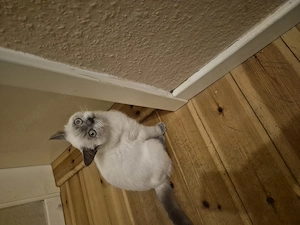 Reinrassige BKH sucht liebevolles Zuhause 