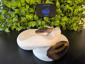 Königspython 1.0 Black Pastel Piebald 