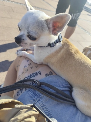 Chihuahua Deckrüde 