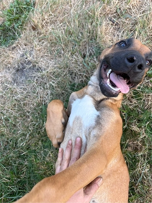 Rhodesian Ridgeback Welpen