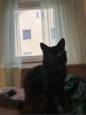 neues zu hause gesucht