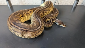 Königspython 0.1 Black Pewter 50% het Piebald 