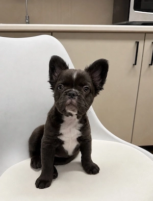 luna-eine reinrassige Französische Bulldogge welpe, 14 wochen atl