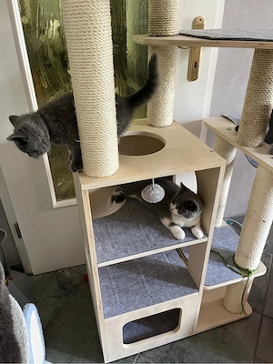 BKH Kitten blue mit Stammbaum !
